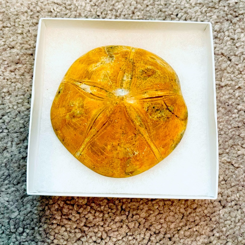 Sand dollar fossil